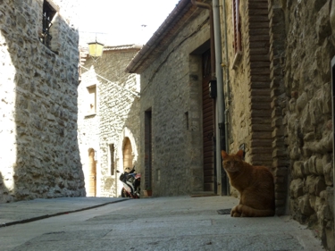 zdjęcie uliczka z kotem